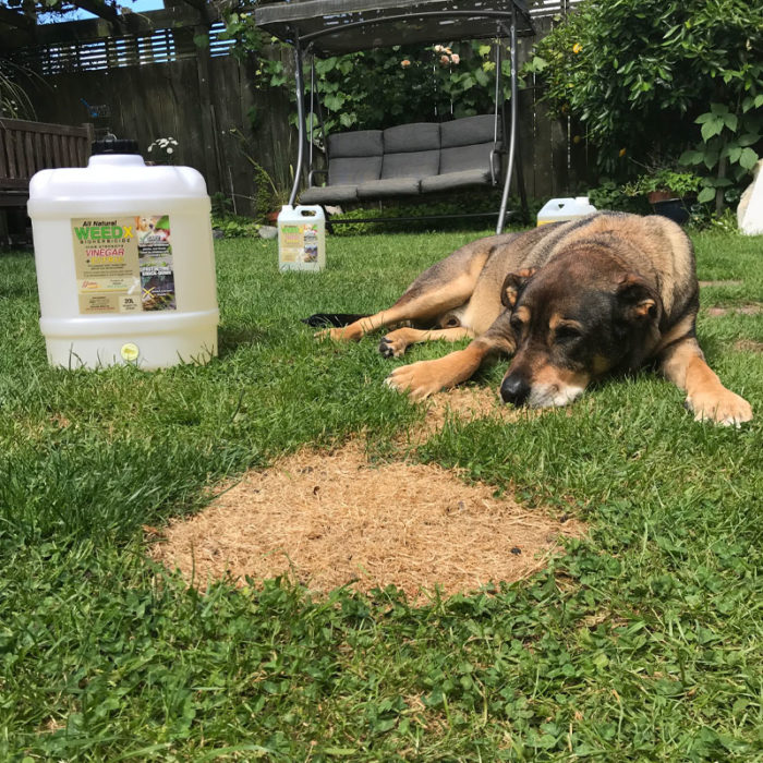 WeedX Natural Weed Control - Image 6